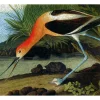 Liberty Puzzles American Avocet* Puzzles