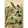 Liberty Puzzles Central European Songbirds* Puzzles